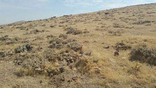 ‍ برداشت محصولات جنگلی و مرتعی جنوب کرمان ملزم به دریافت مجوز